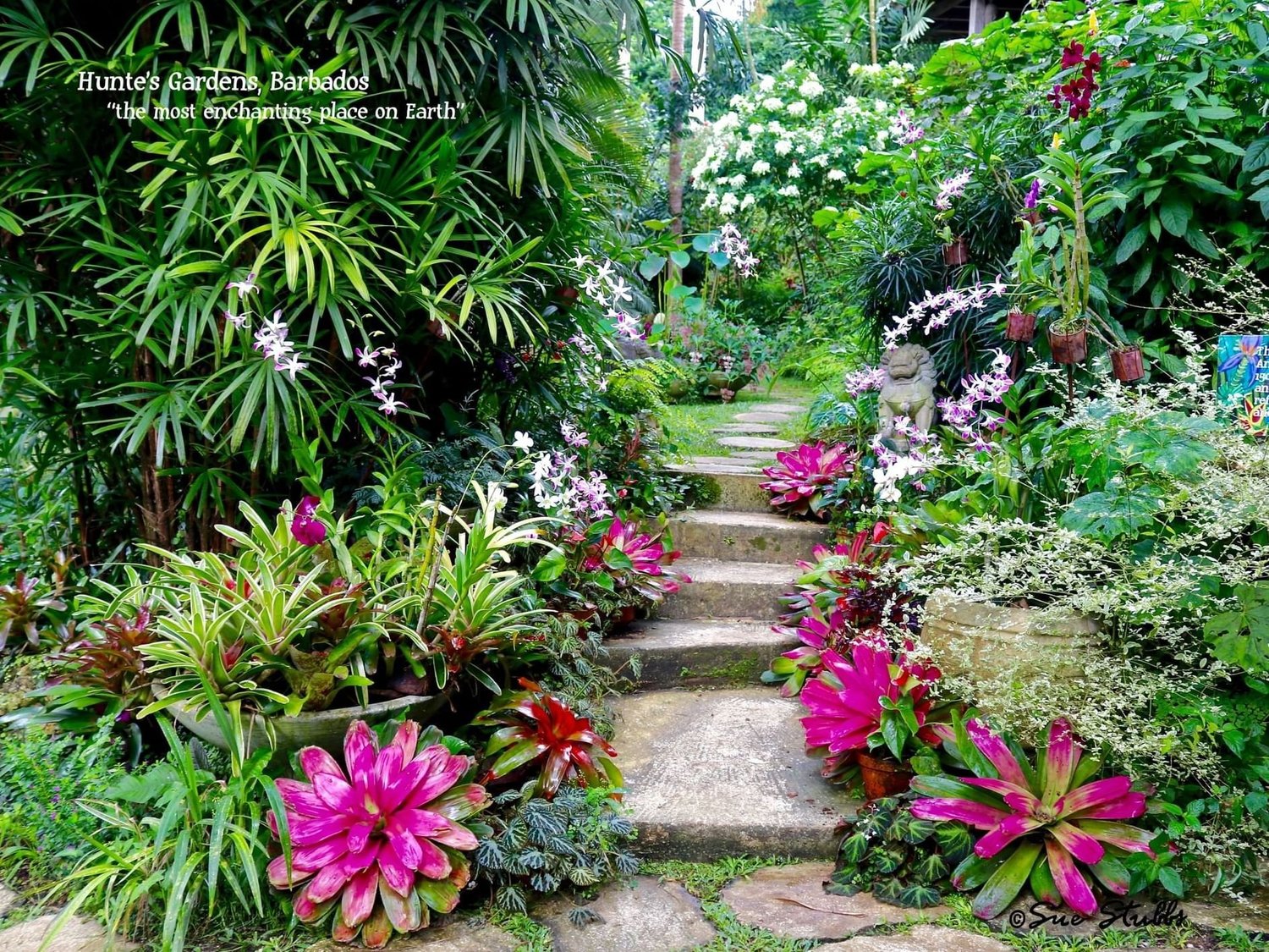 Lush tropical gardens in Barbados