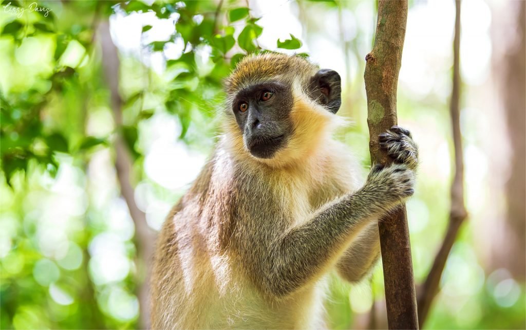 A green monkey in tropical foliage in Barbados